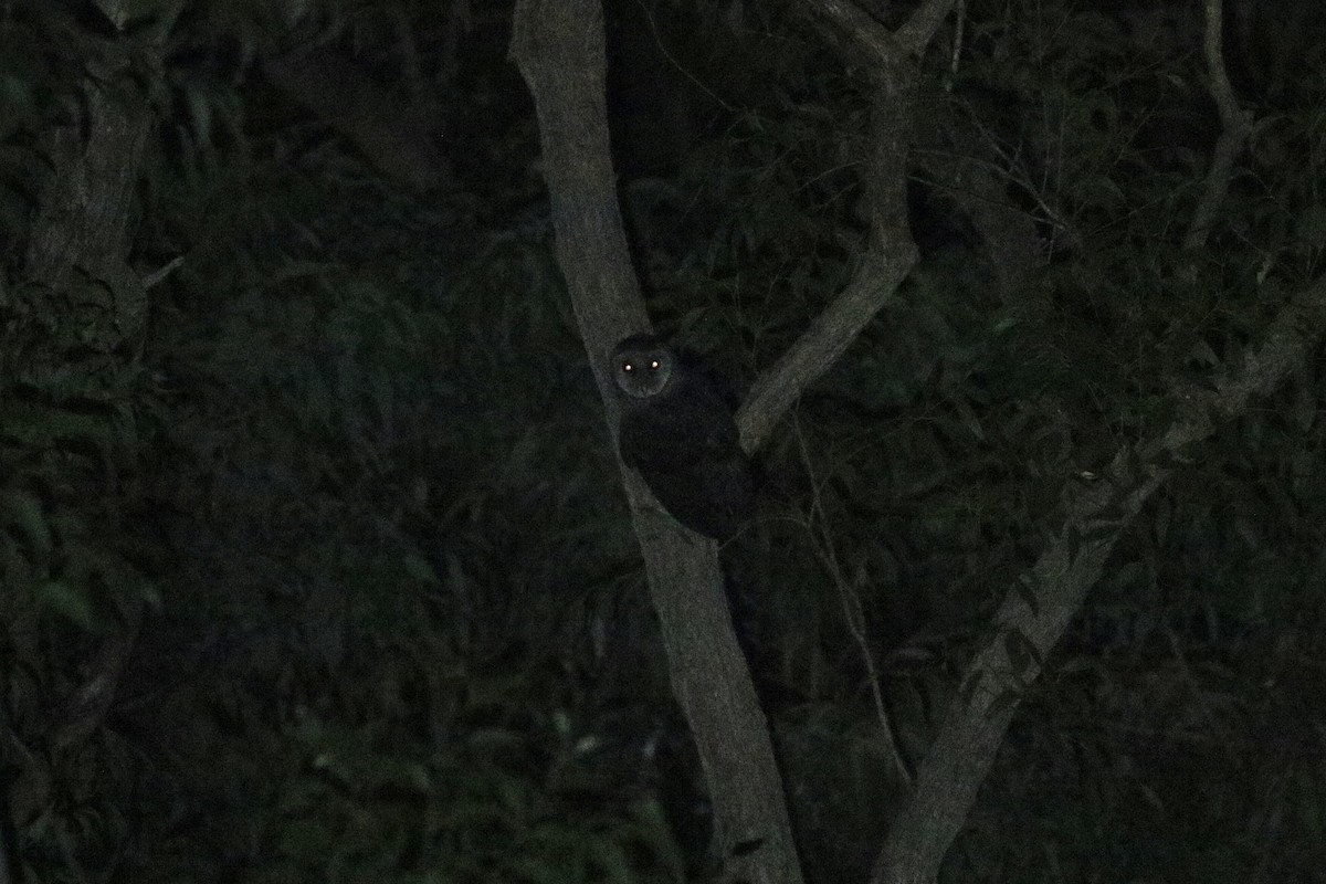 Sooty Owl (Greater) - ML616664207