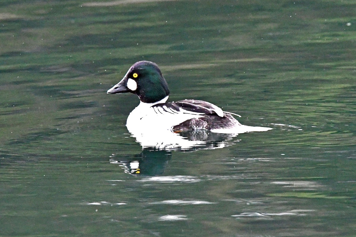 Common Goldeneye - Ed Thomas