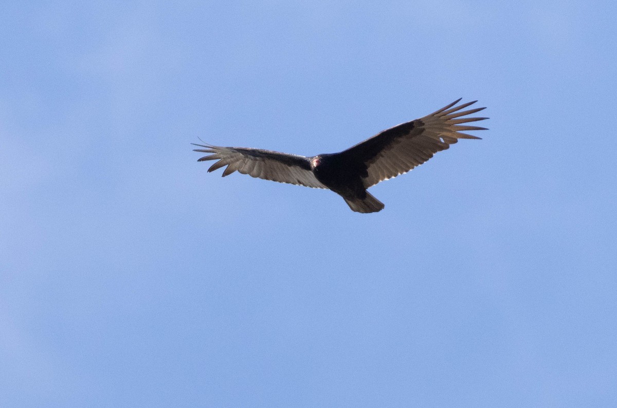 Turkey Vulture - ML616664244
