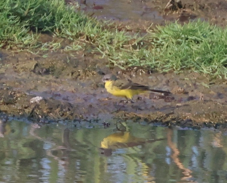 Western Yellow Wagtail - ML616664282