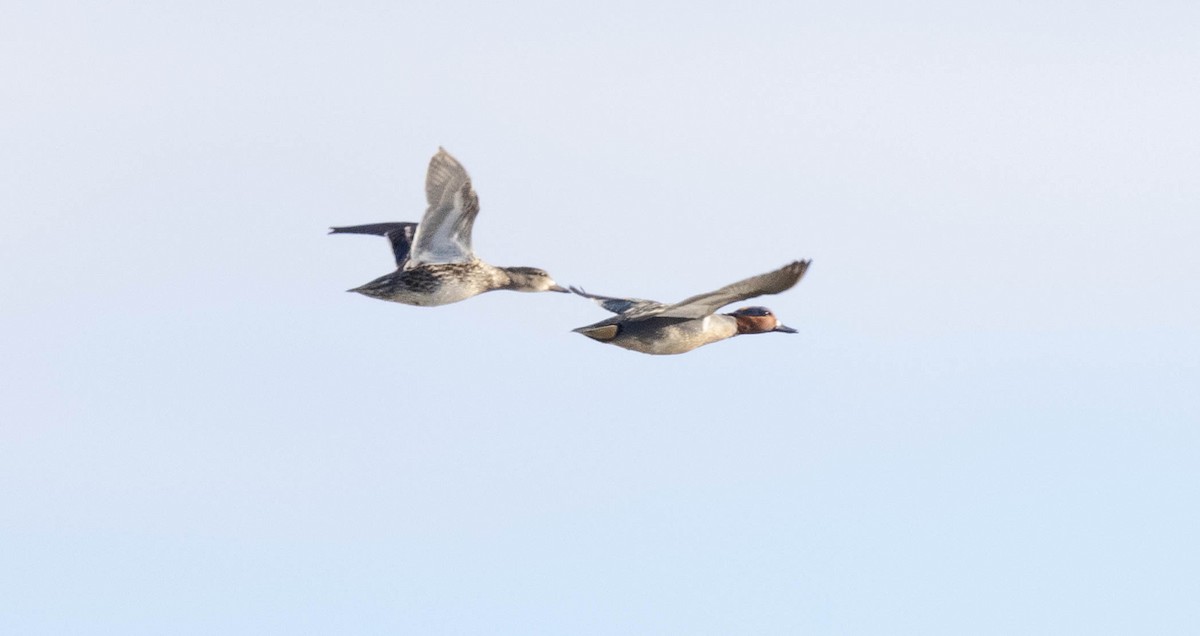 Green-winged Teal - Hervé Daubard