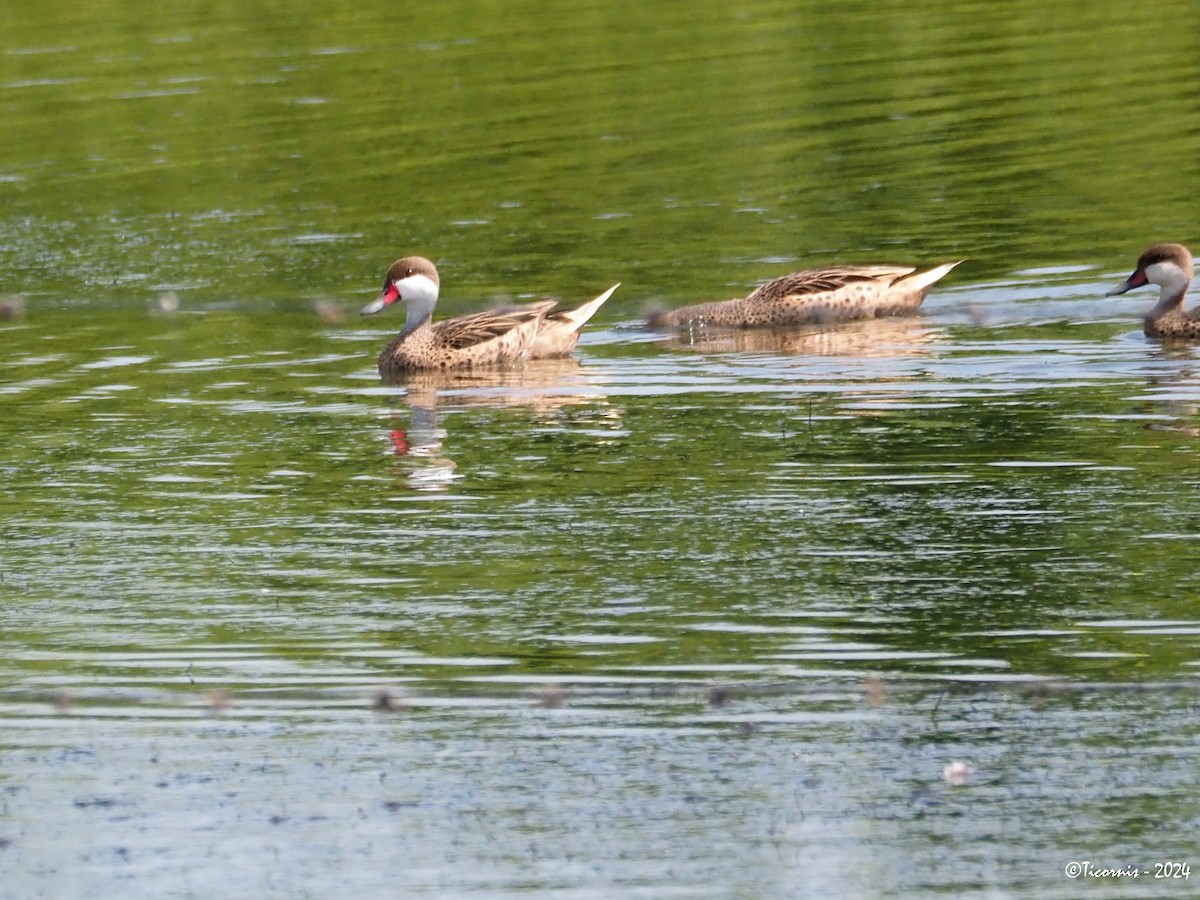 Ánade Gargantillo (bahamensis/rubrirostris) - ML616664322