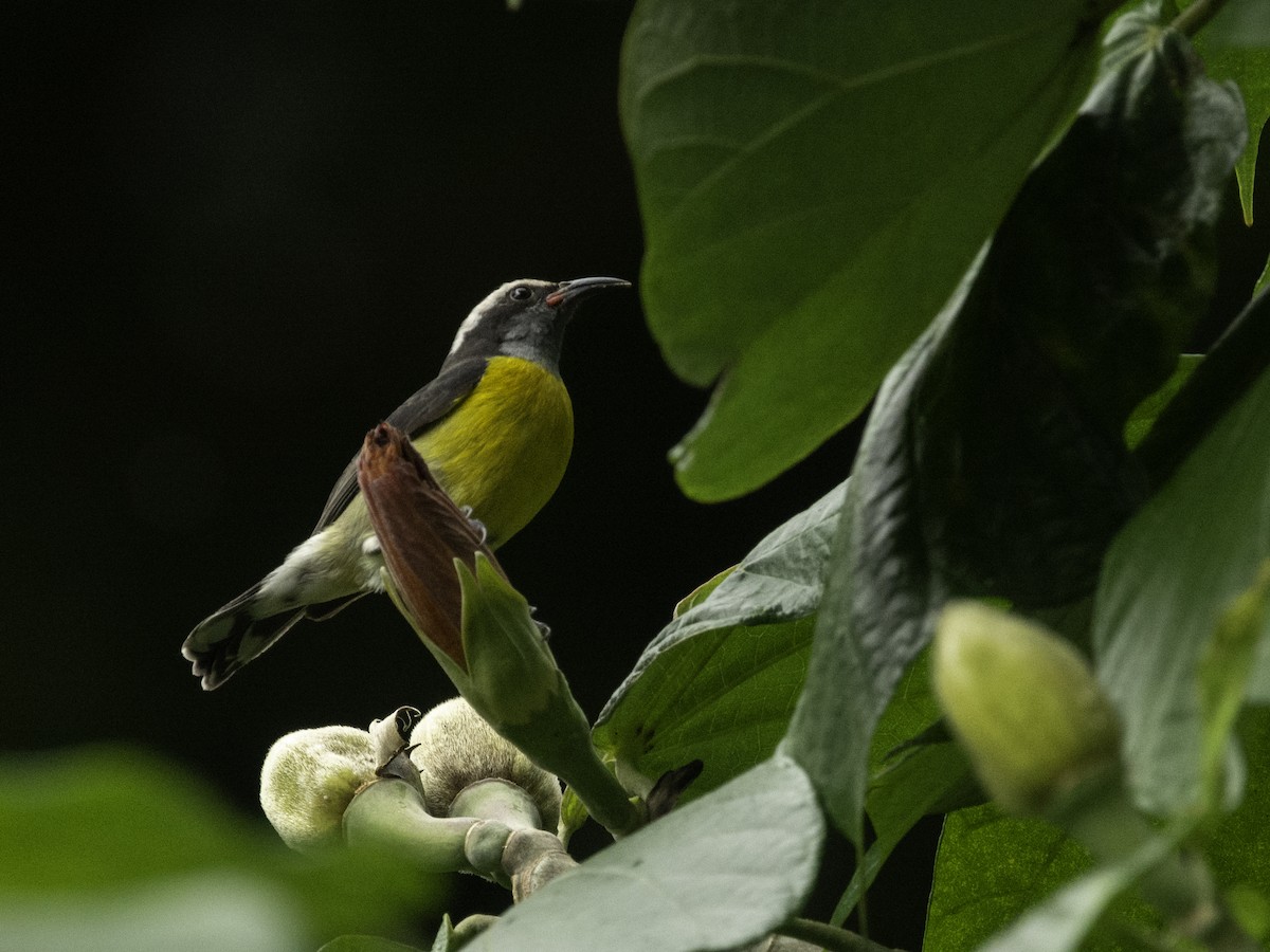 Bananaquit (Puerto Rico) - Lucas Schrader