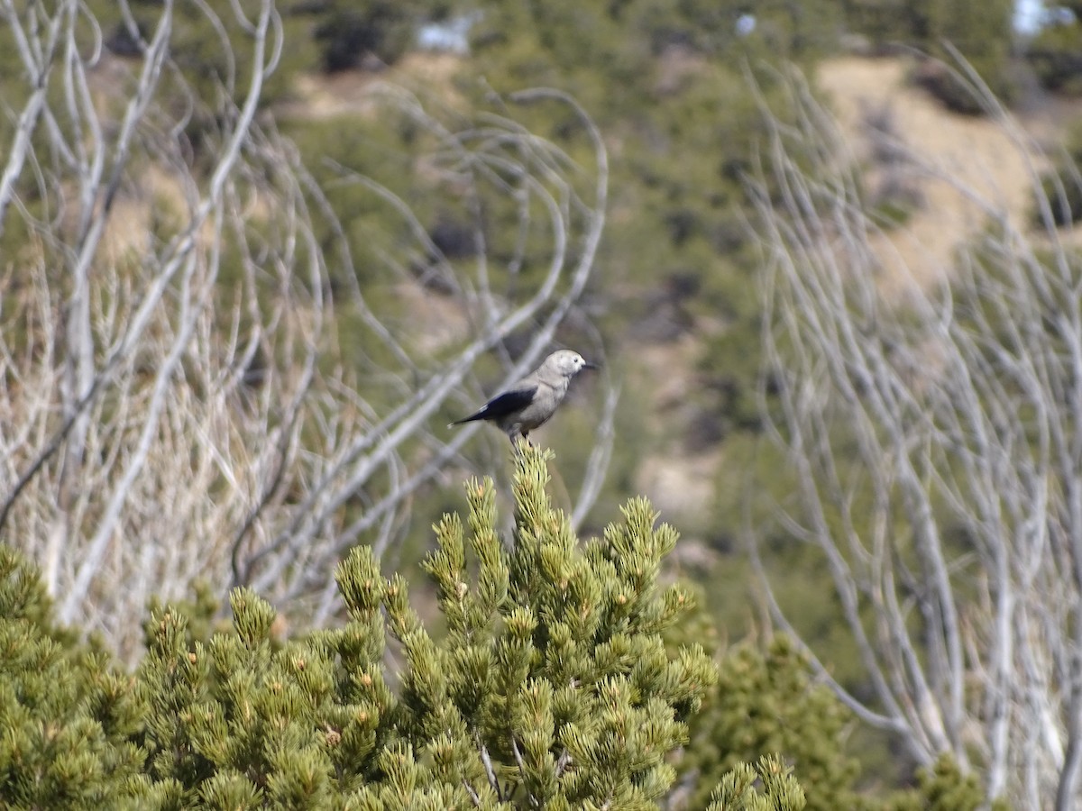 Clark's Nutcracker - ML616664401