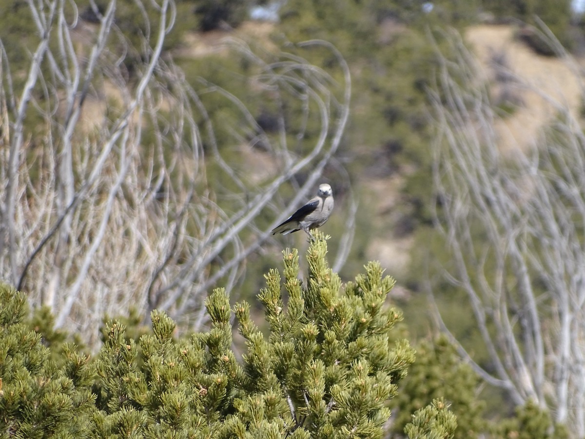 Clark's Nutcracker - ML616664402