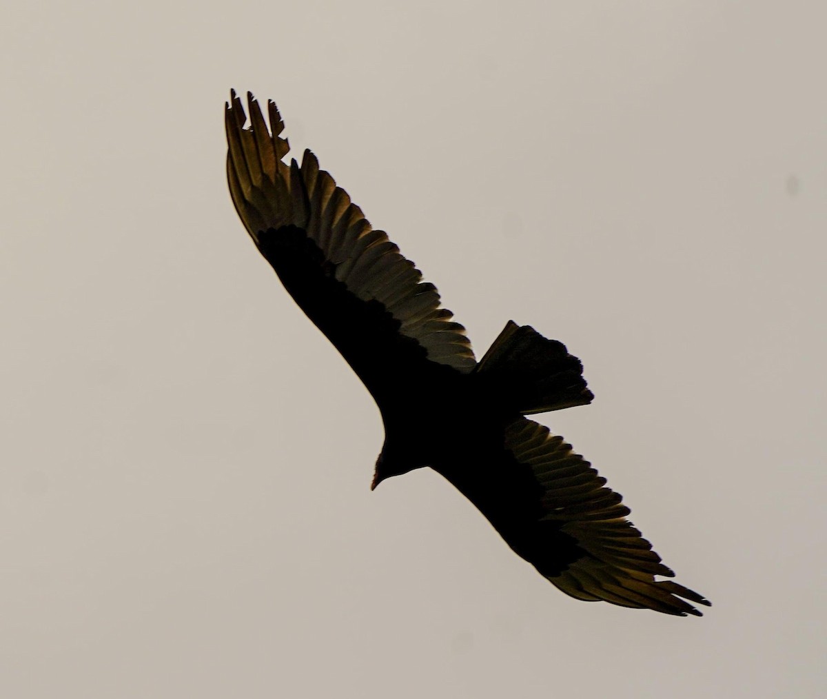 Turkey Vulture - ML616664406