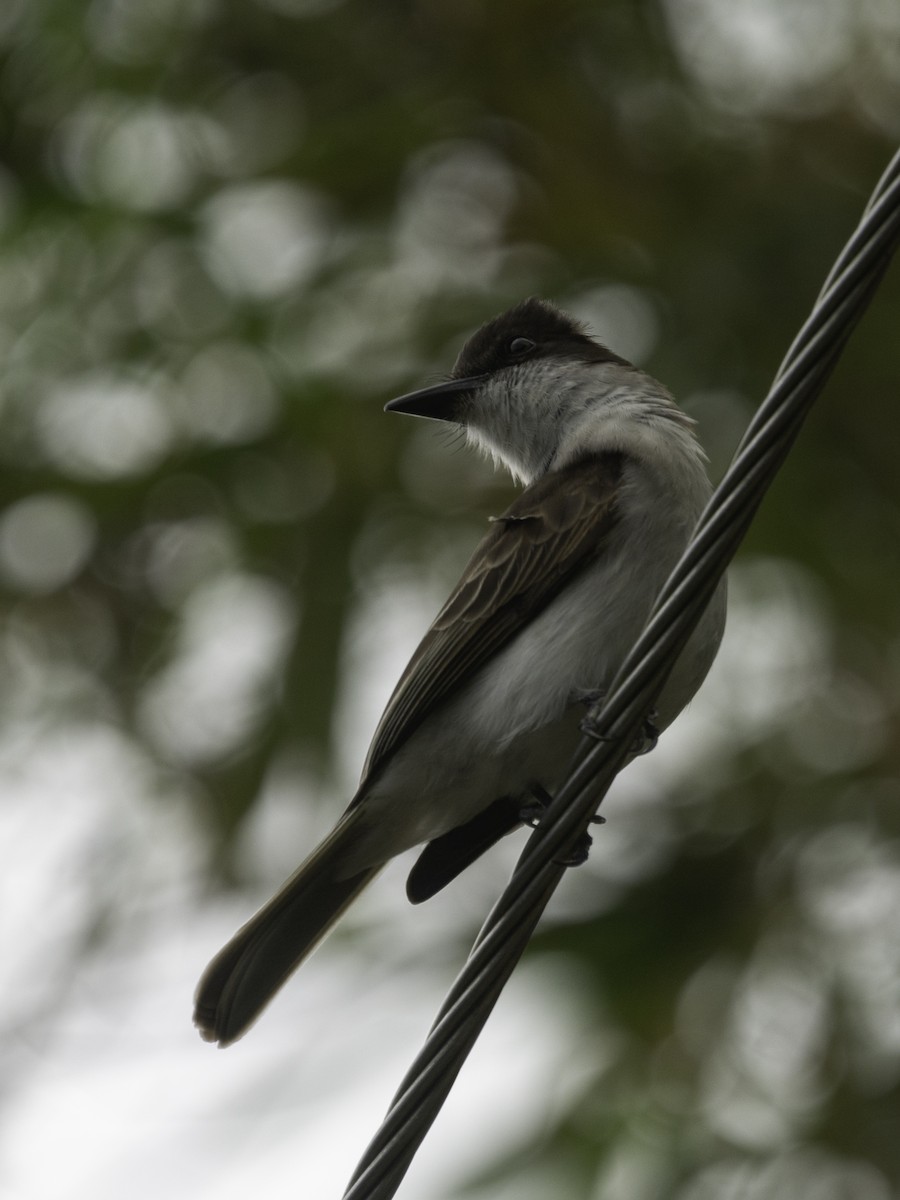 Loggerhead Kingbird (Puerto Rico) - ML616664415