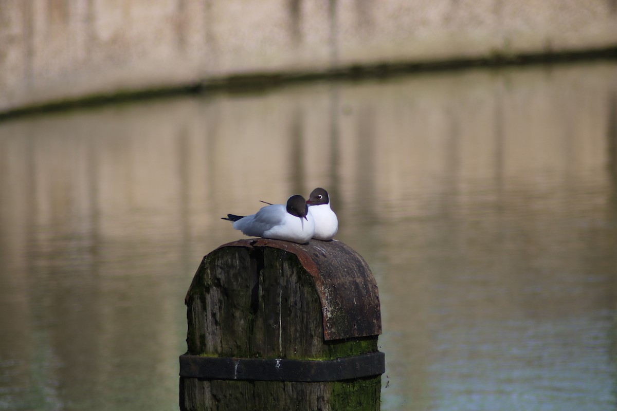 Mouette rieuse - ML616664416