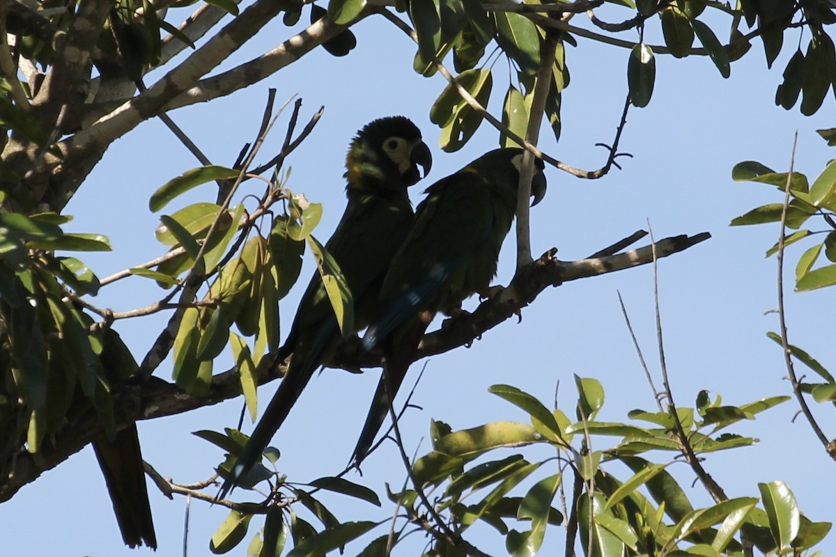 Yellow-collared Macaw - Tim Cowley