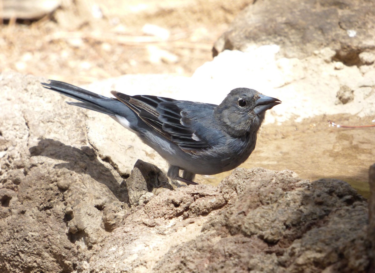 Tenerife Blue Chaffinch - ML616664474