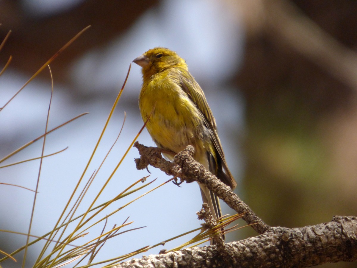 Serin des Canaries - ML616664481