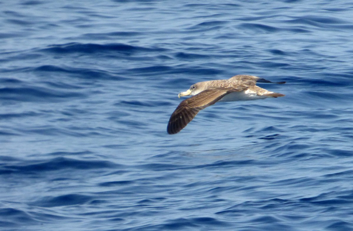 Cory's Shearwater - ML616664517