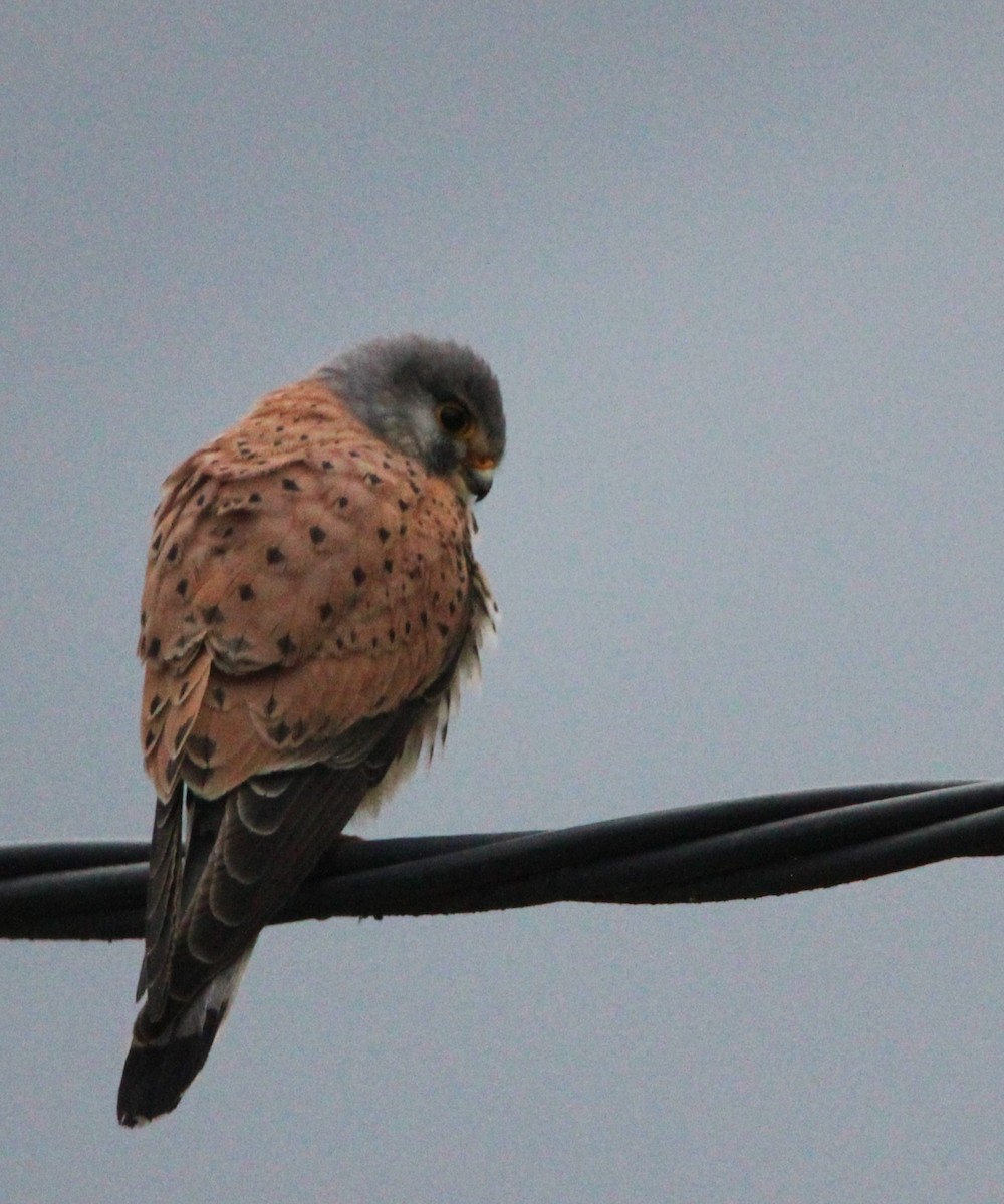 Eurasian Kestrel - Quim Minoves