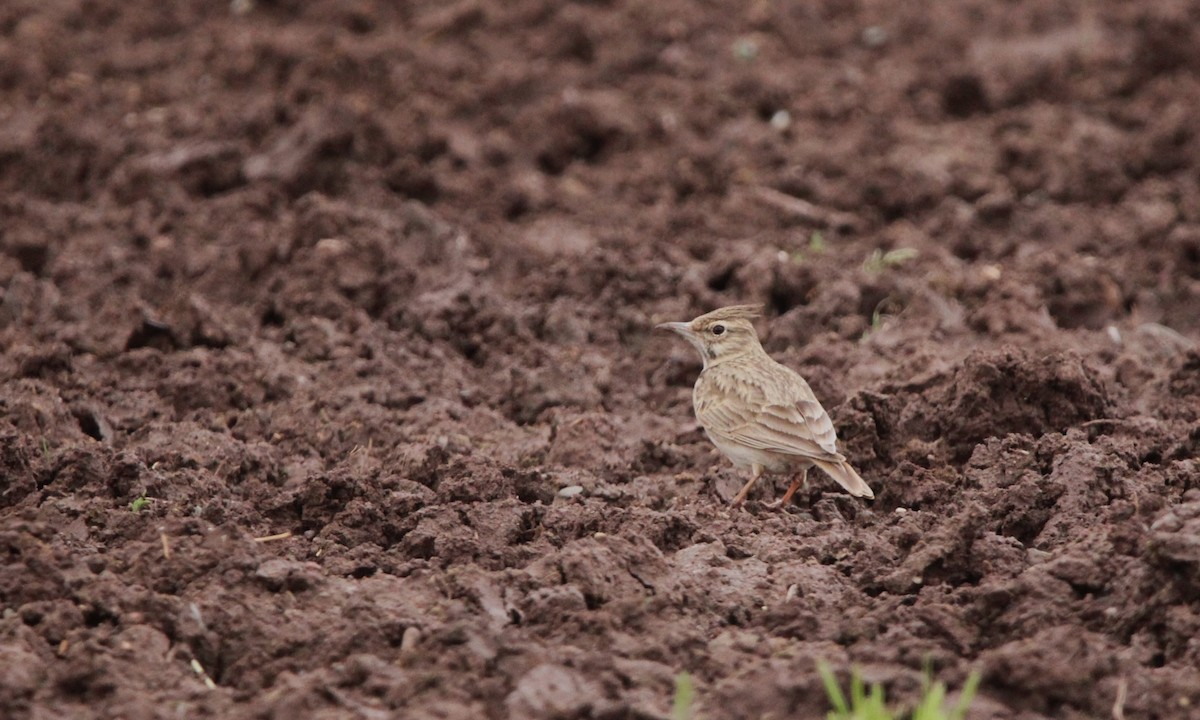 Crested Lark - Quim Minoves