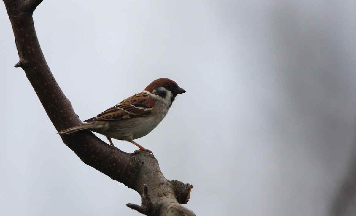 Eurasian Tree Sparrow - Quim Minoves