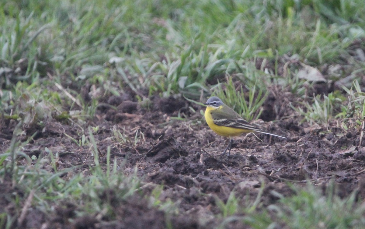 Western Yellow Wagtail - Quim Minoves