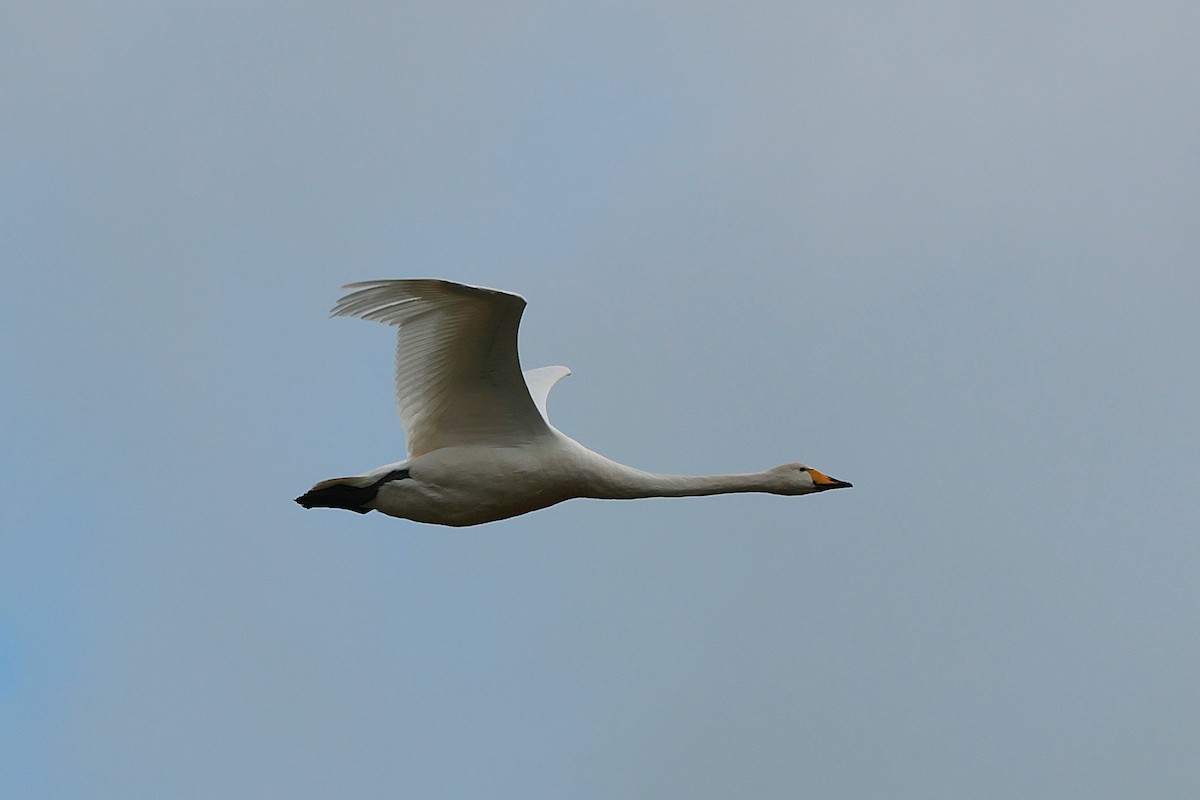 Cygne chanteur - ML616664757