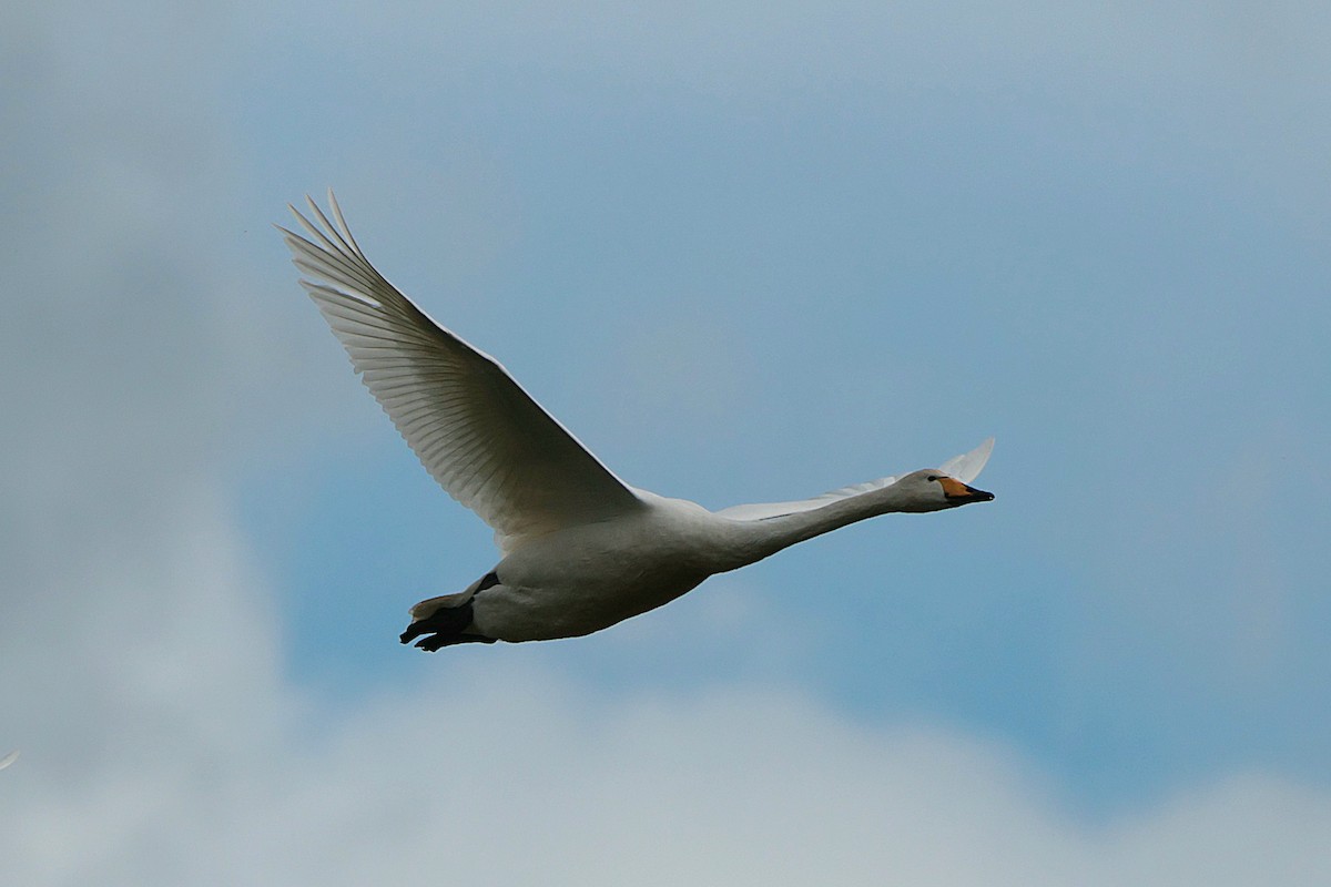 Whooper Swan - Seán Holland