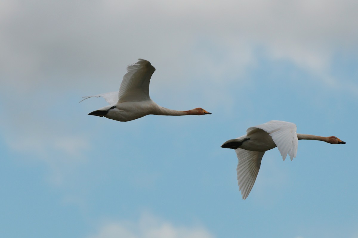 Whooper Swan - ML616664759