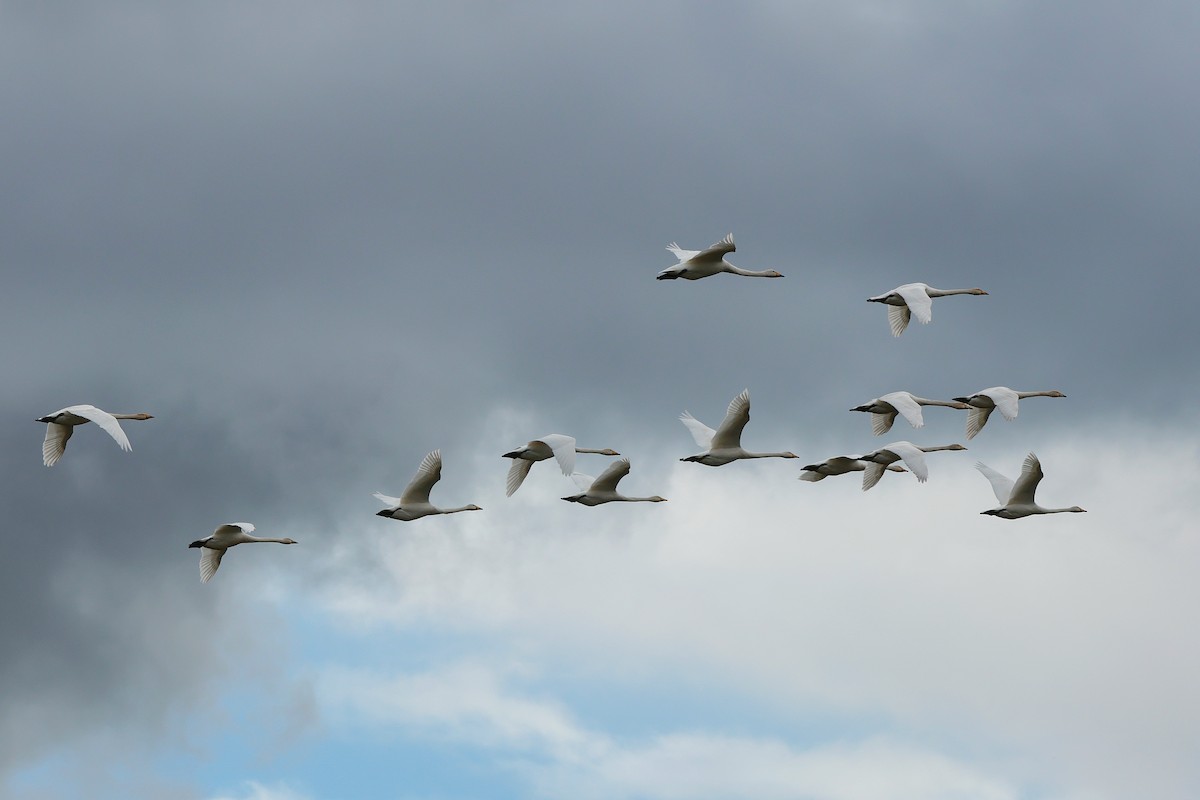 Whooper Swan - ML616664761