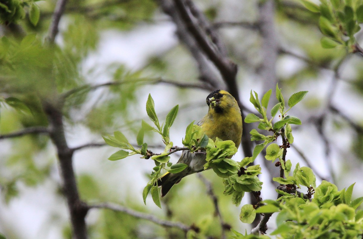 Eurasian Siskin - ML616664762