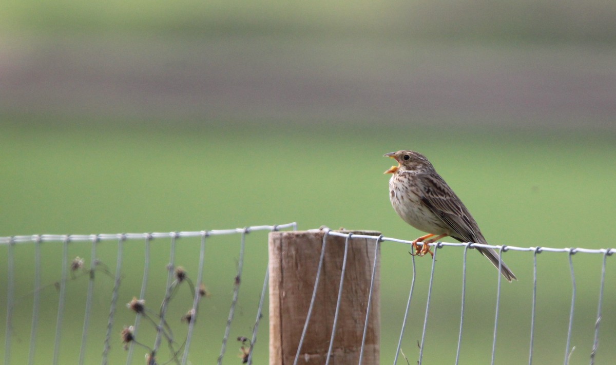 Corn Bunting - Quim Minoves