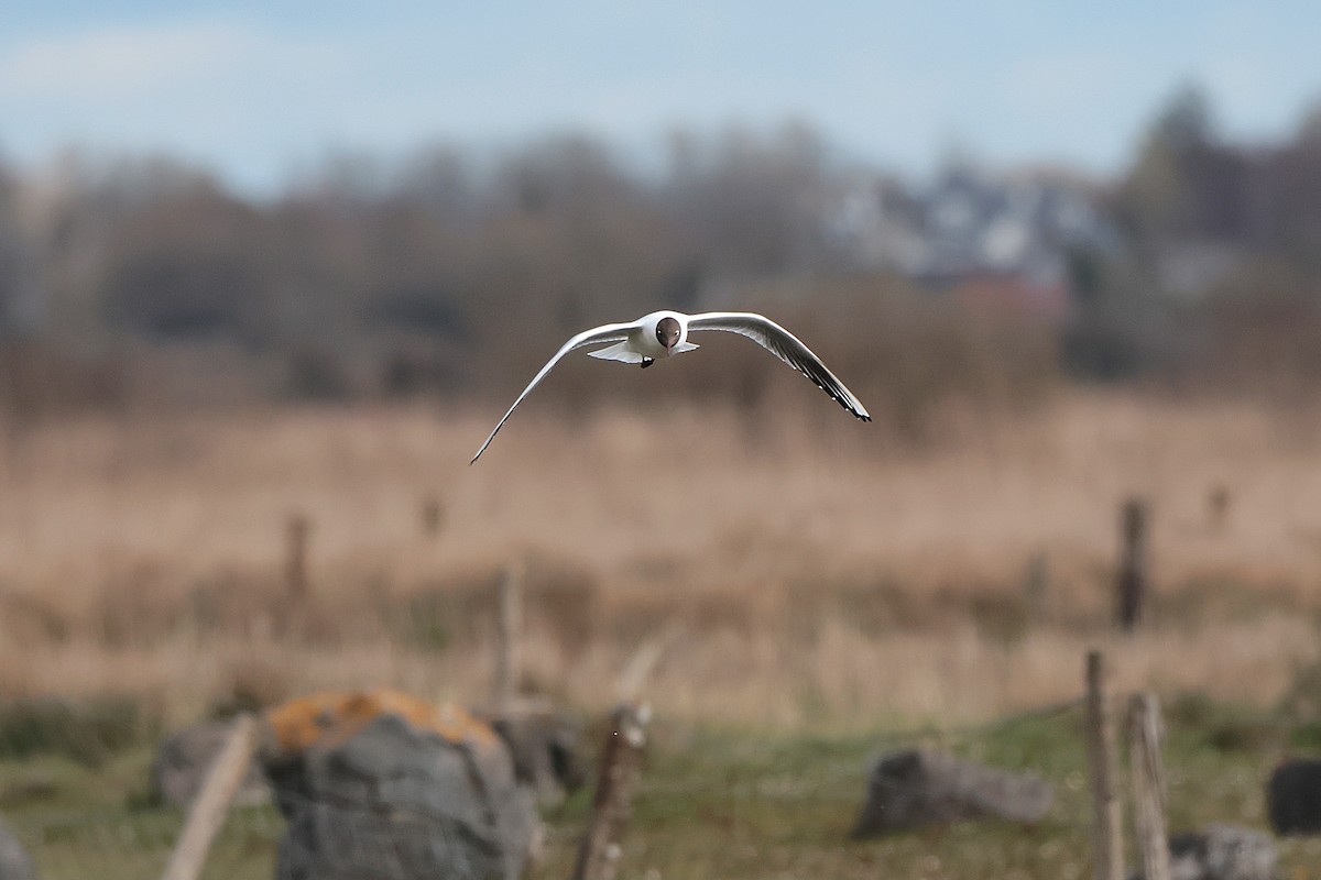 Black-headed Gull - ML616664769