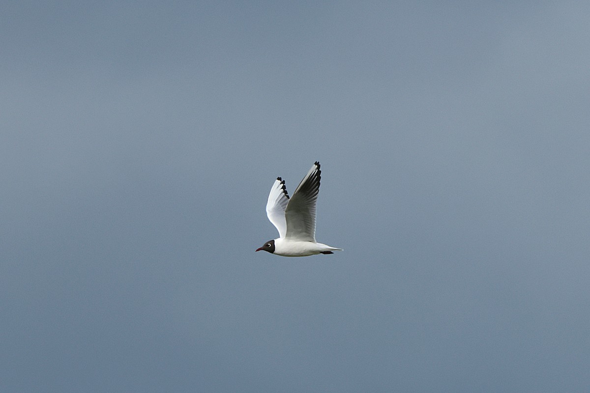 Black-headed Gull - ML616664770