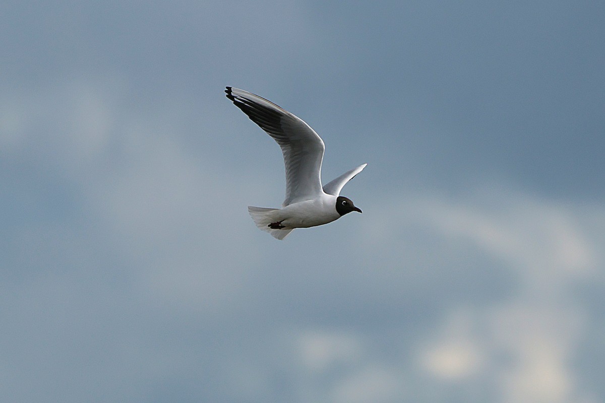 Mouette rieuse - ML616664771