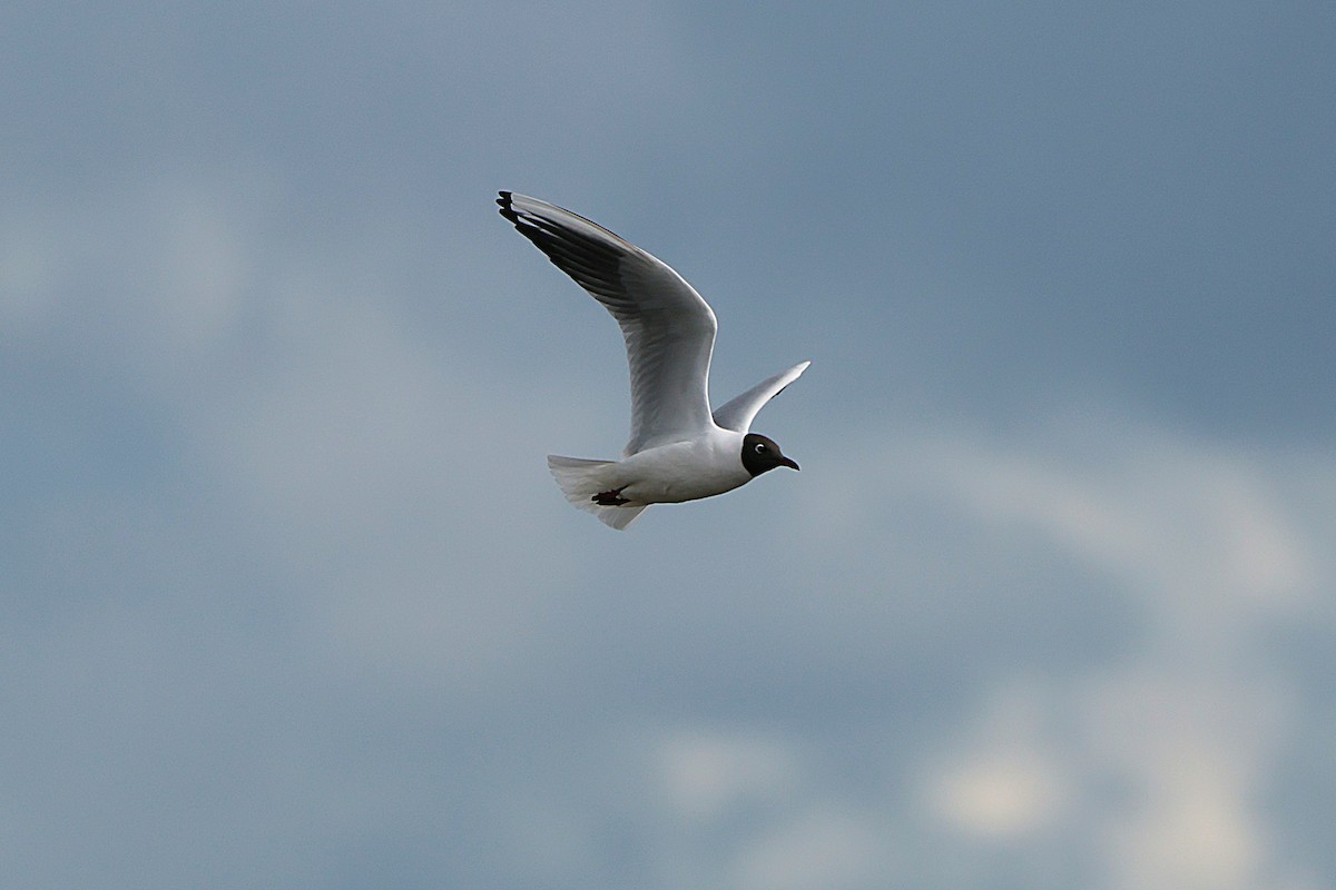 Black-headed Gull - ML616664771