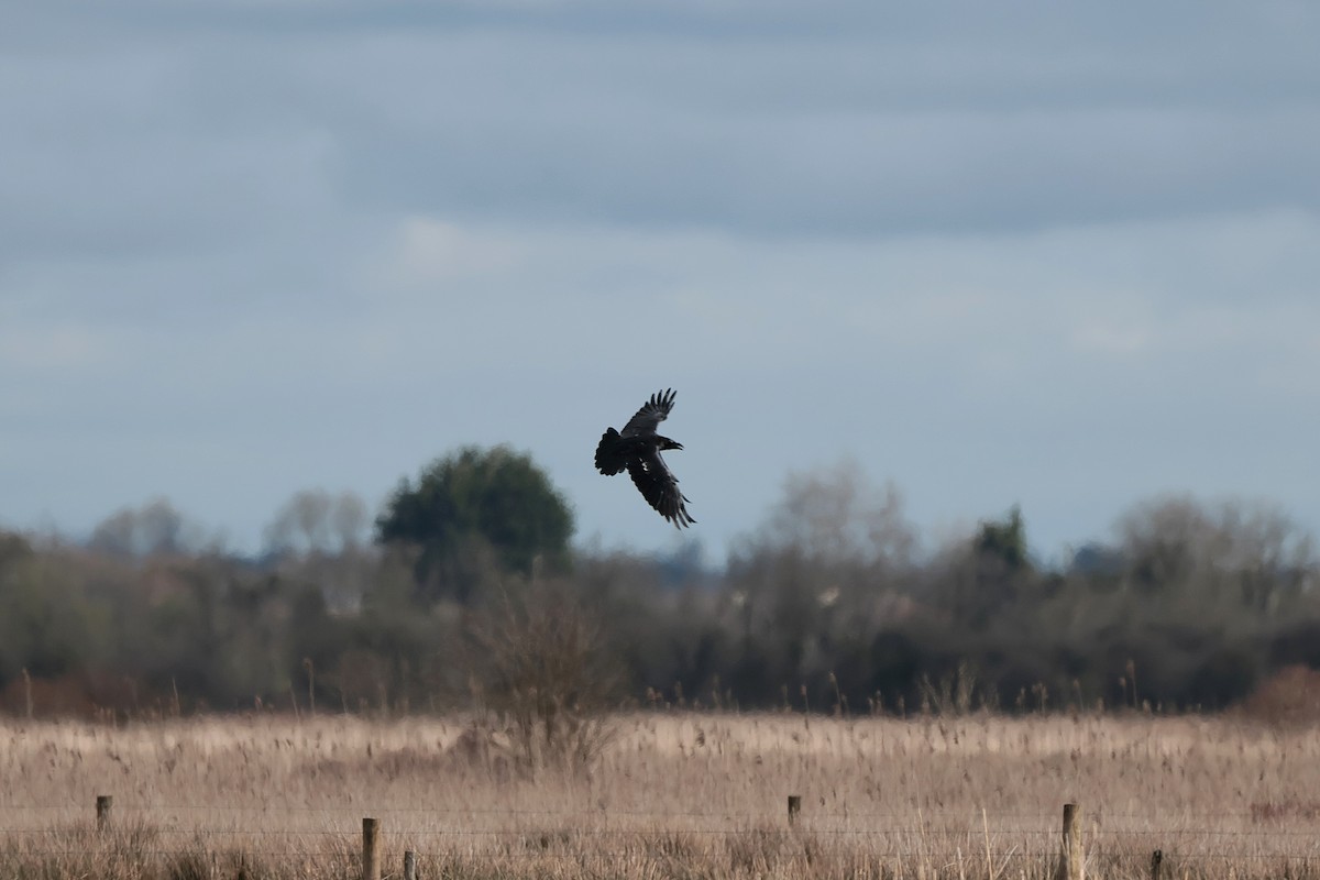 Common Raven - ML616664775