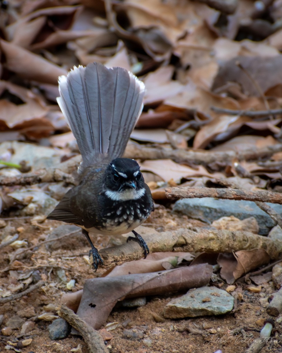 Spot-breasted Fantail - ML616664799