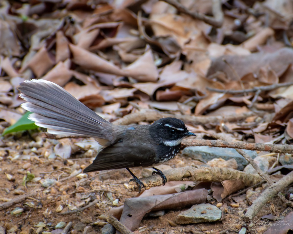 Spot-breasted Fantail - ML616664800
