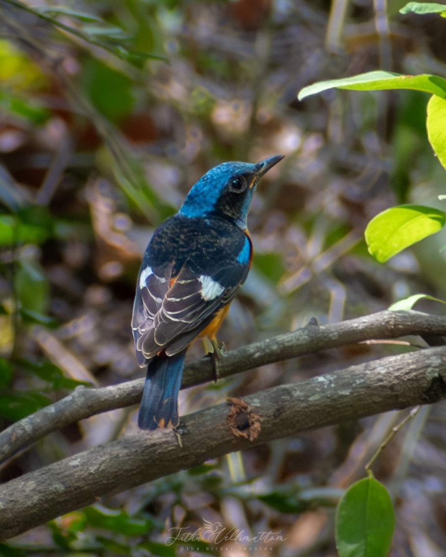 Blue-capped Rock-Thrush - ML616664801