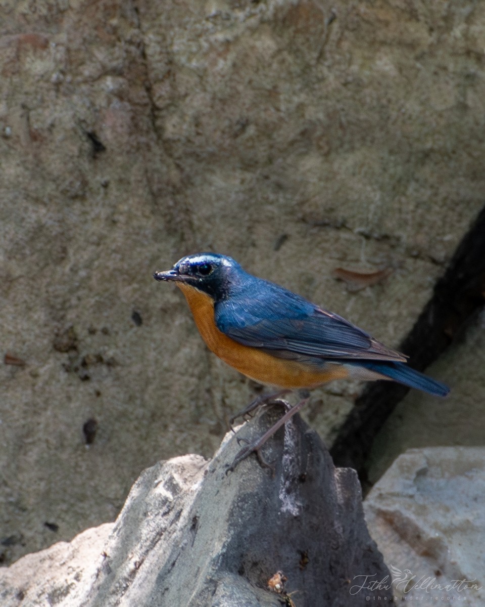 Indian Blue Robin - ML616664809