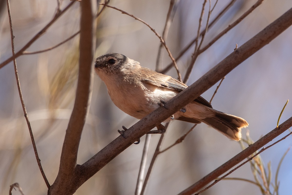 Western Gerygone - ML616664932