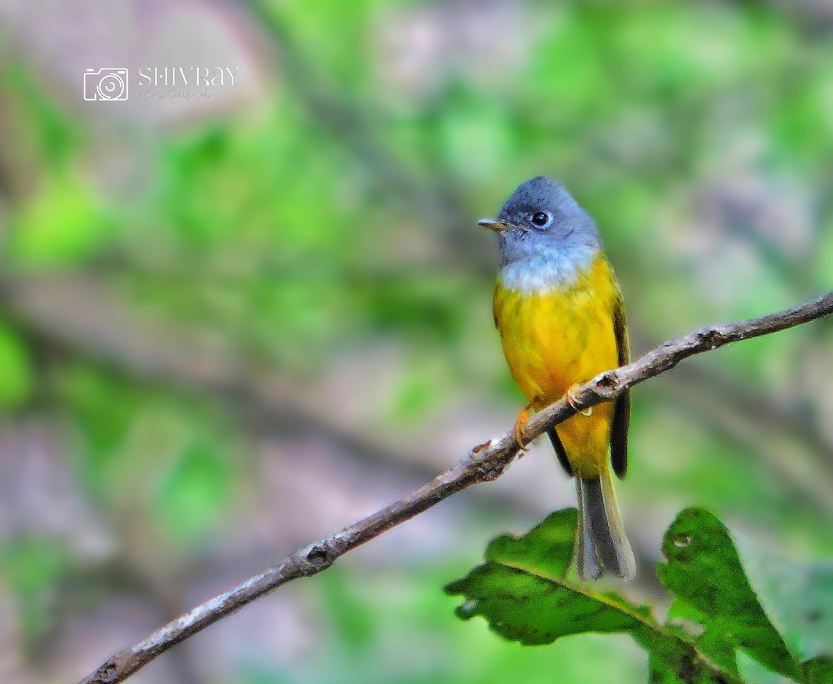 Gray-headed Canary-Flycatcher - ML616664936