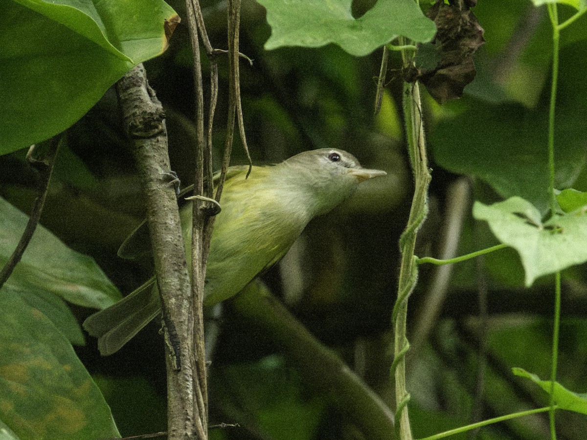 Puerto-Rico-Vireo - ML616664976