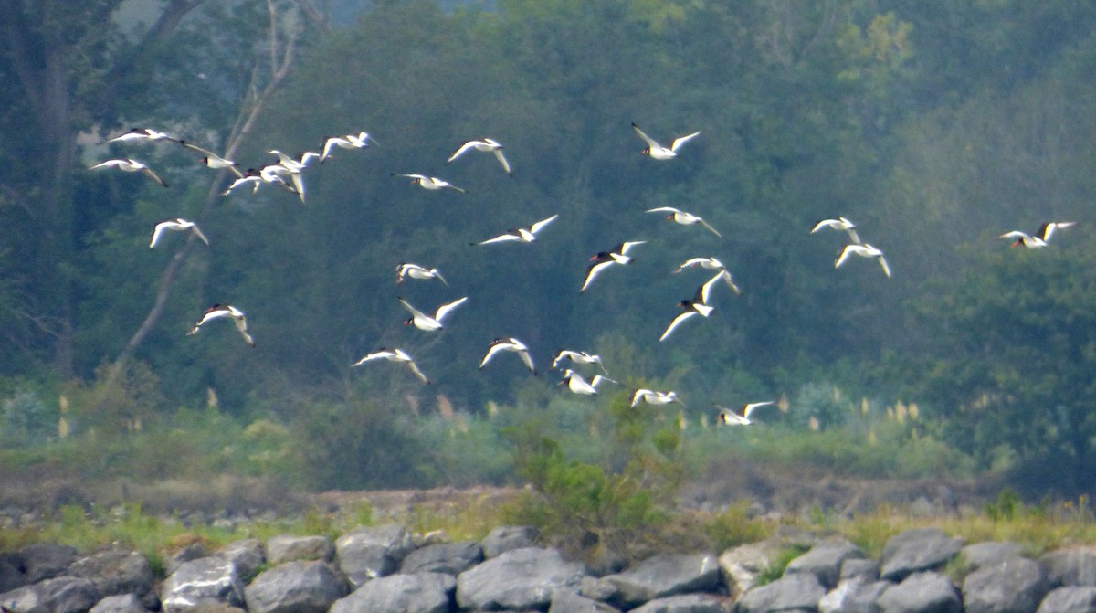 Eurasian Oystercatcher - ML616664981