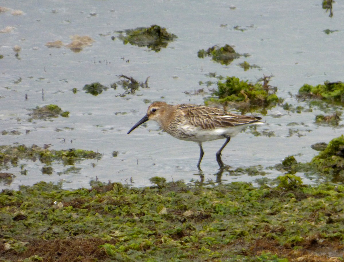 Dunlin - ML616665019