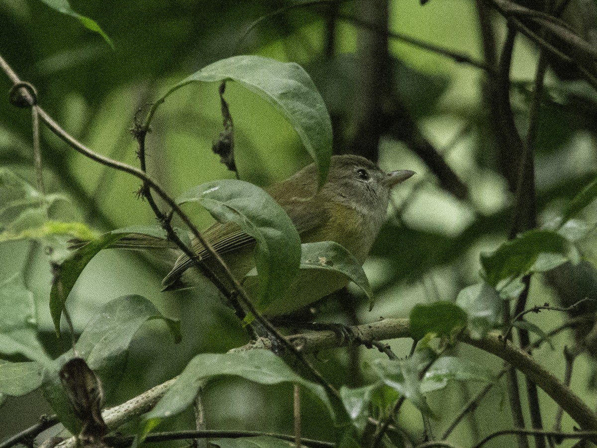 Puerto Rican Vireo - Lucas Schrader