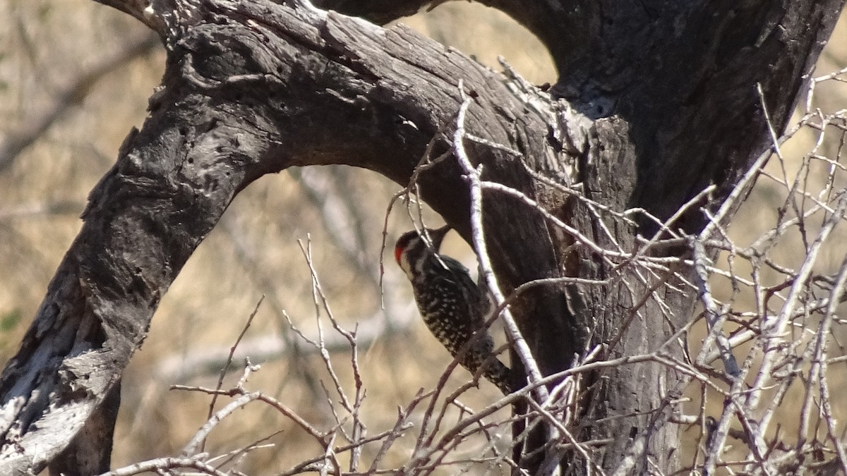 Striped Woodpecker - ML616665029