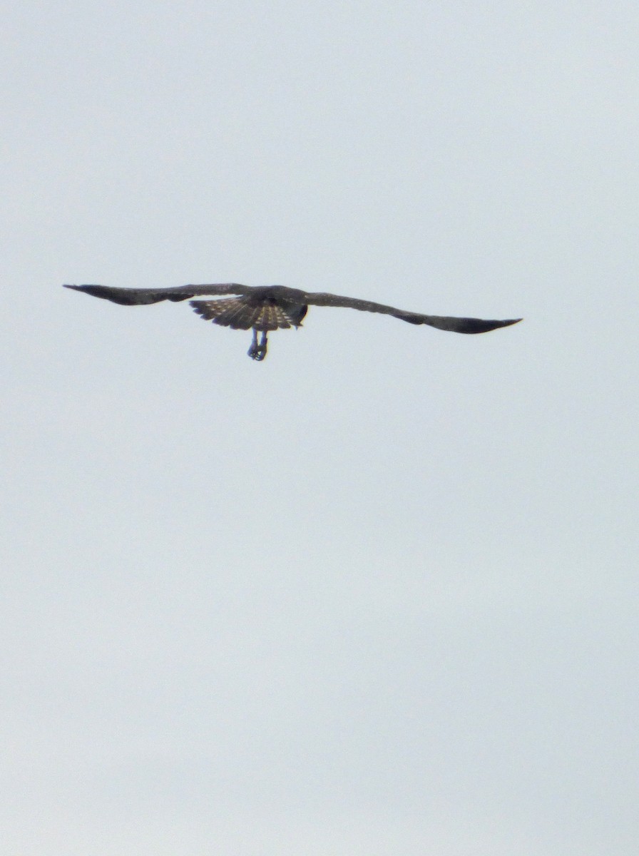 Águila Pescadora - ML616665036