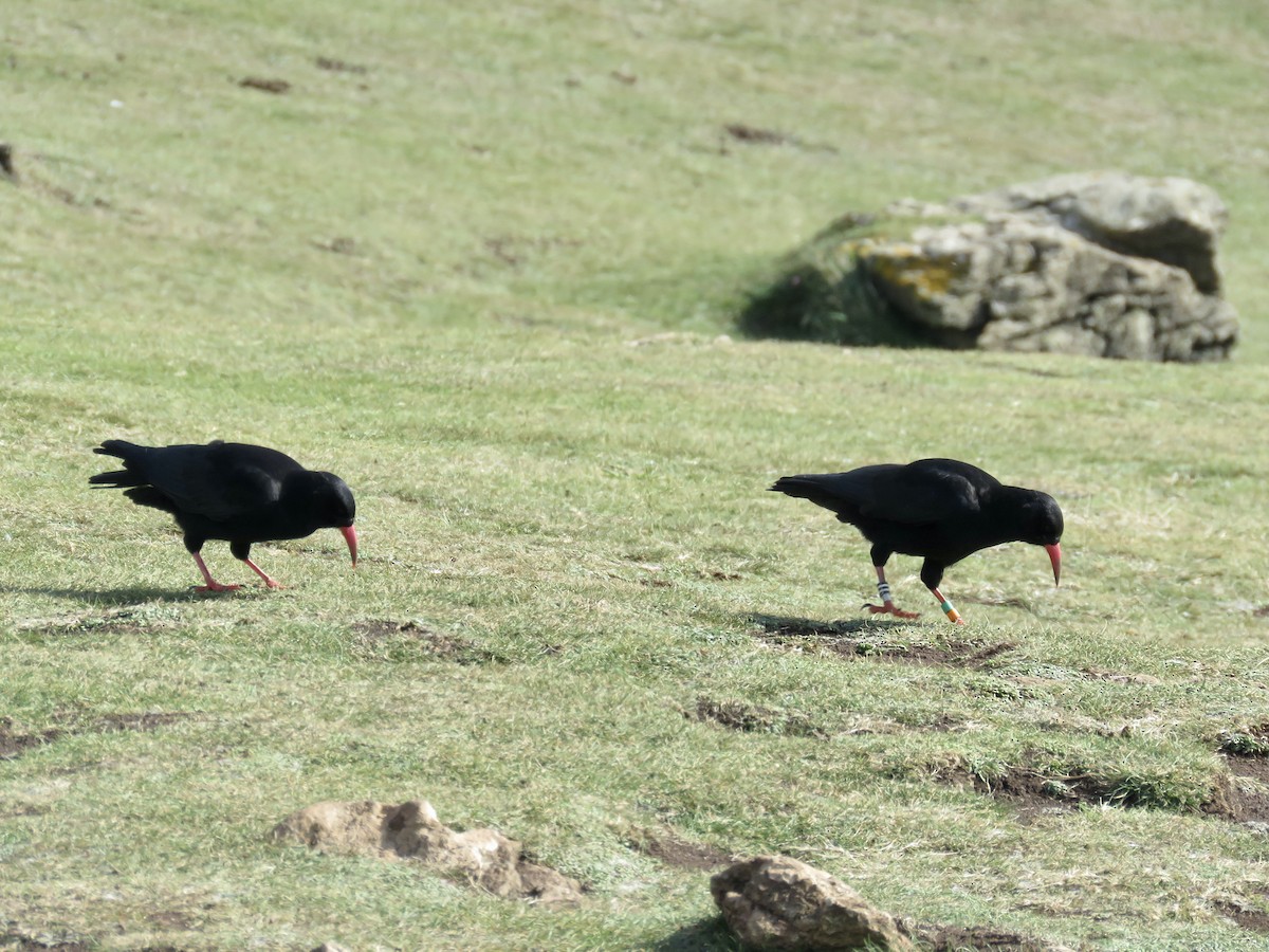 Red-billed Chough - ML616665053