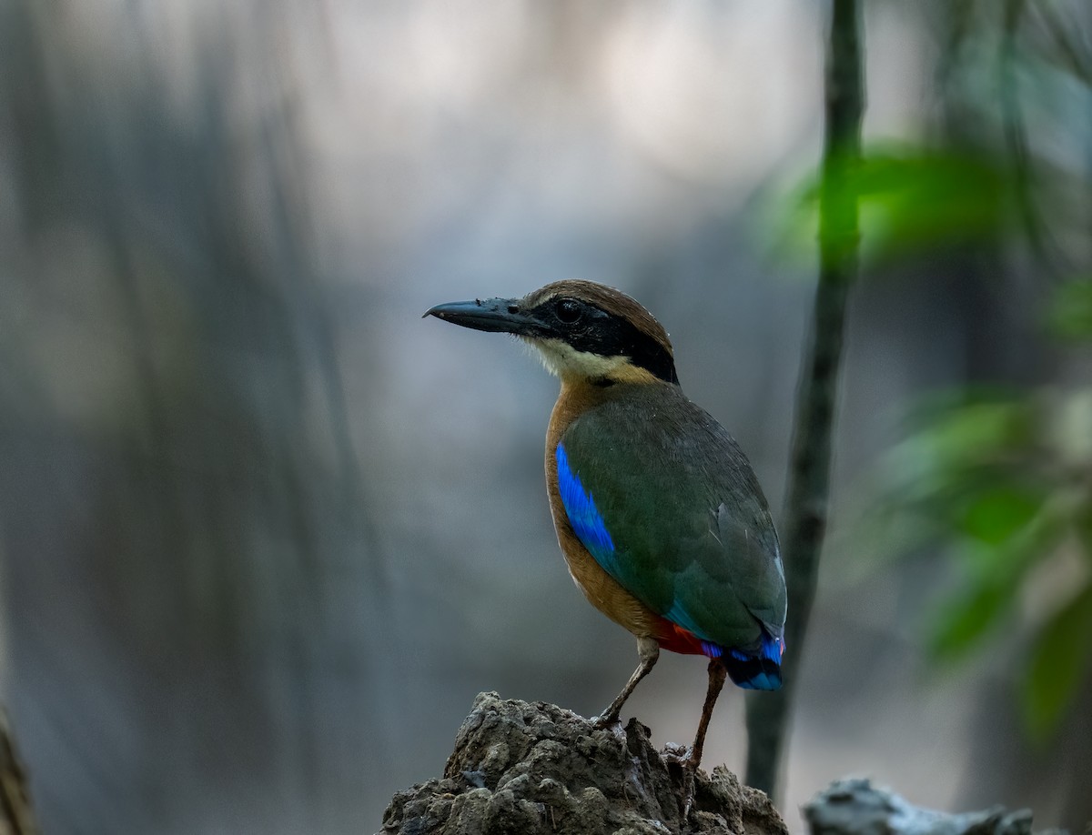 Mangrove Pitta - Chien N Lee