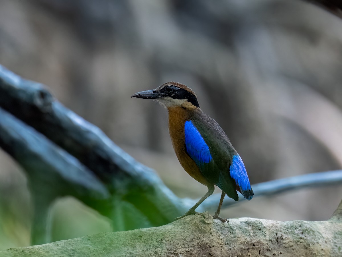 Mangrove Pitta - ML616665058