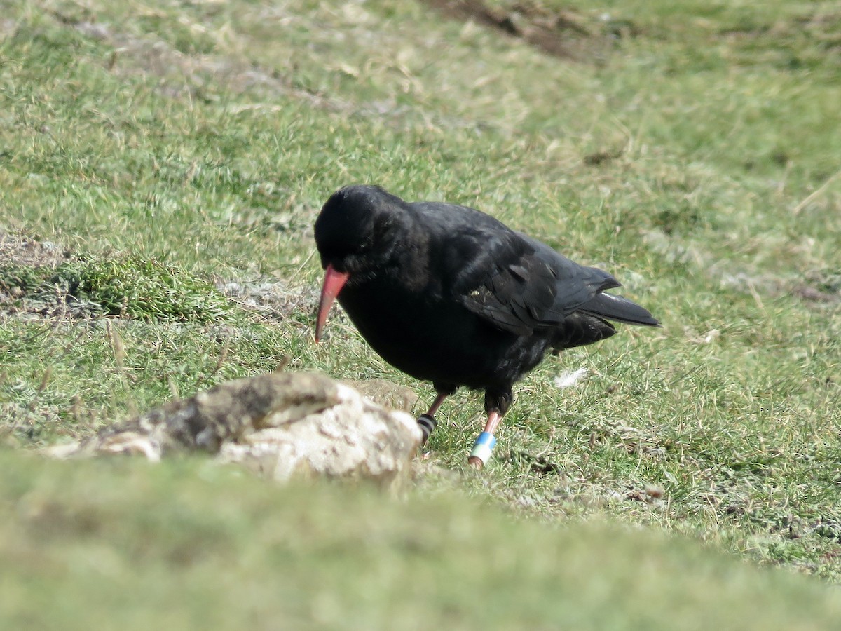 Red-billed Chough - ML616665063