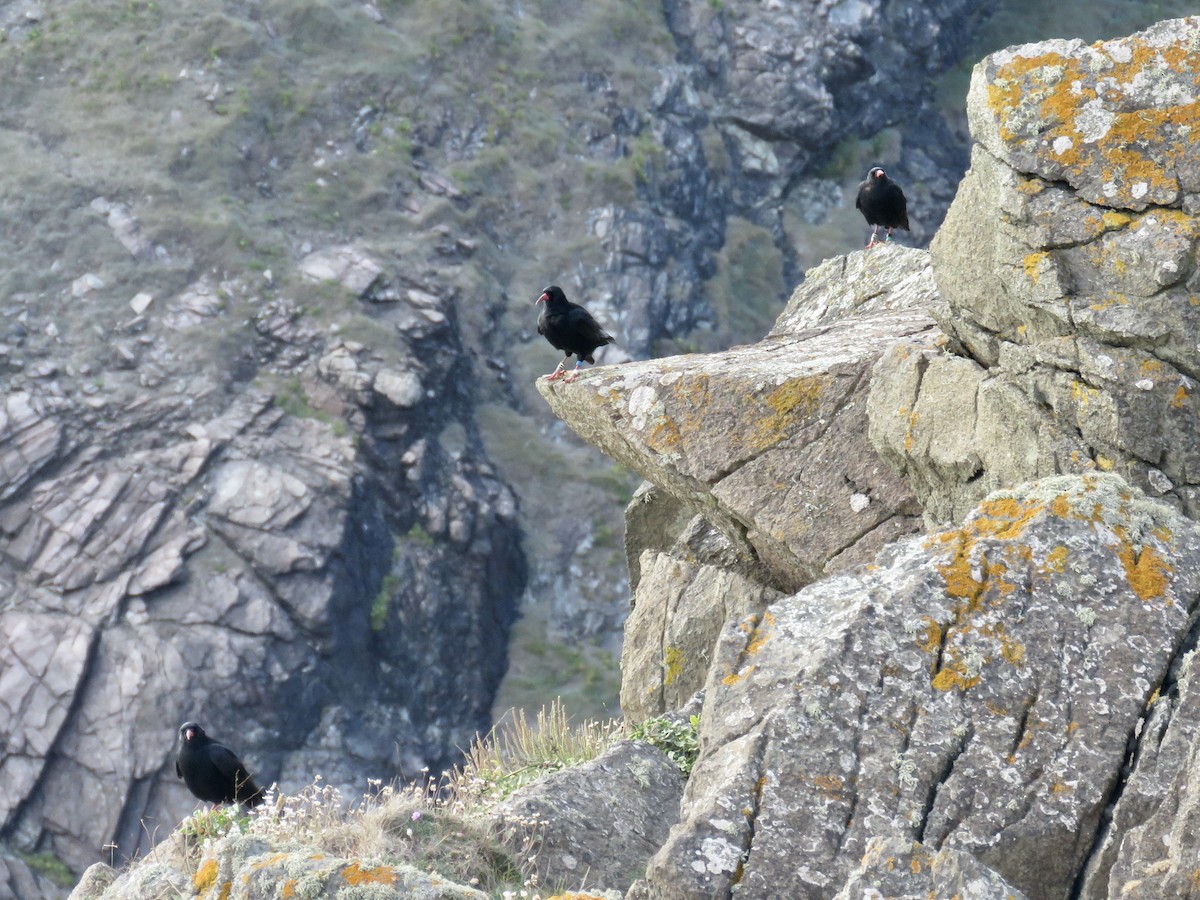 Red-billed Chough - ML616665076