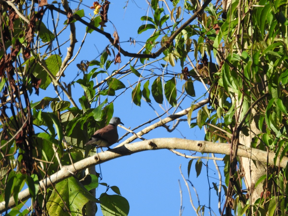 Red Collared-Dove - ML616665100