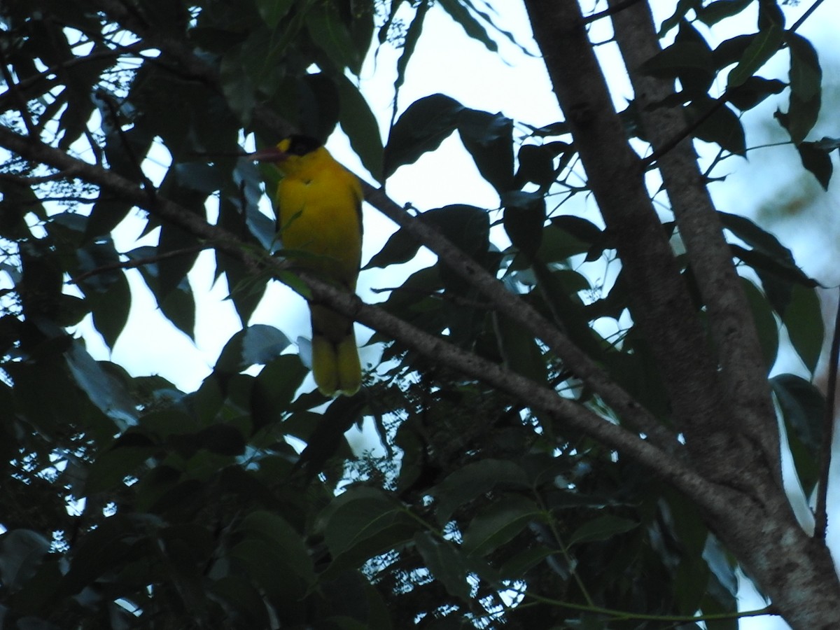 Black-naped Oriole - ML616665109